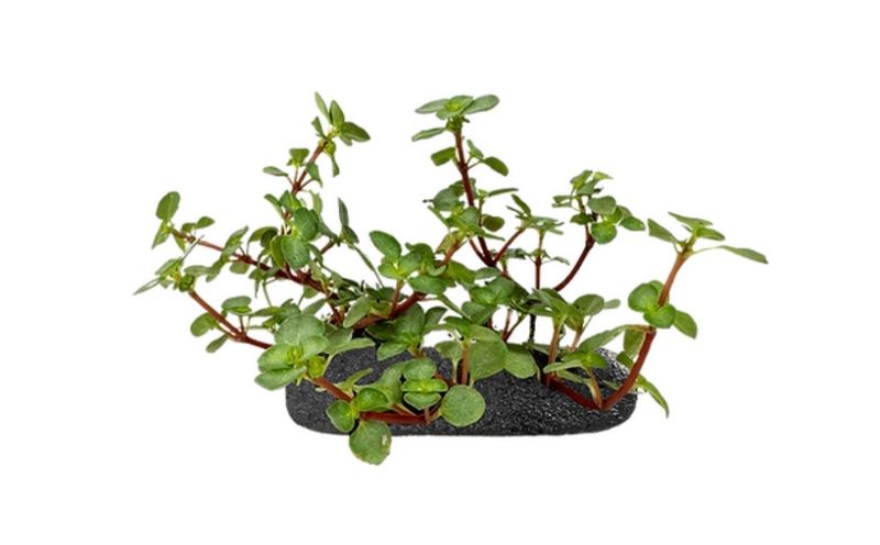 Silver Sparkle Plant Groundcover
