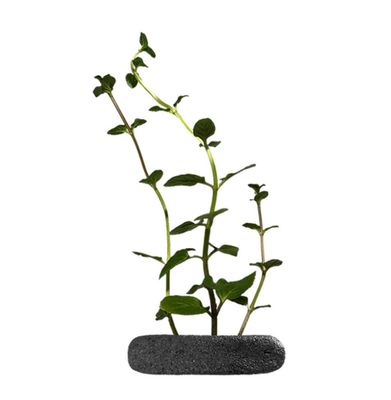 Mentha Chocolate Aromatique