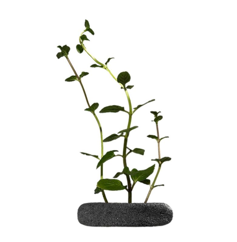 Mentha Chocolate Aromatique