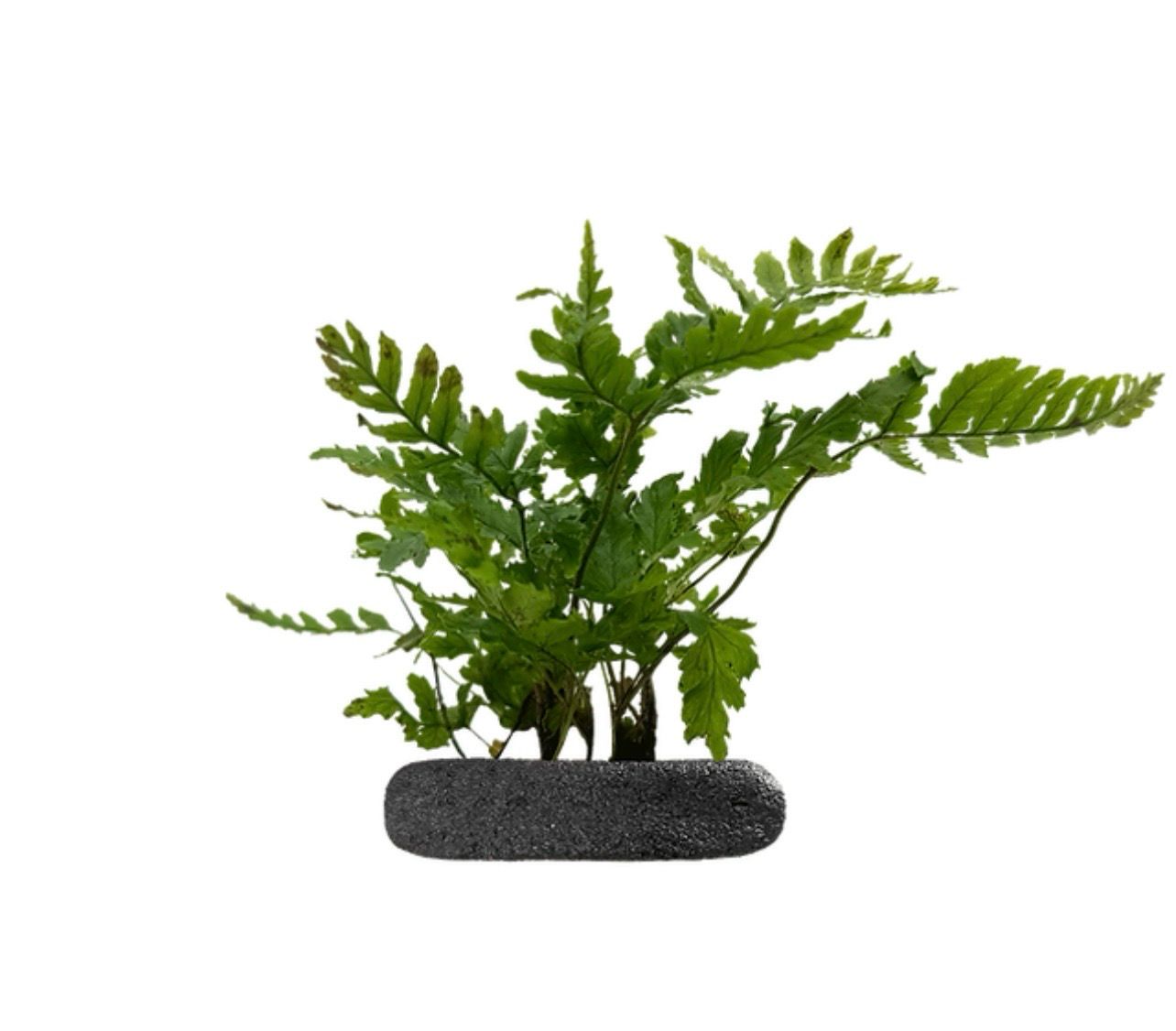 Japanese Shield Fern