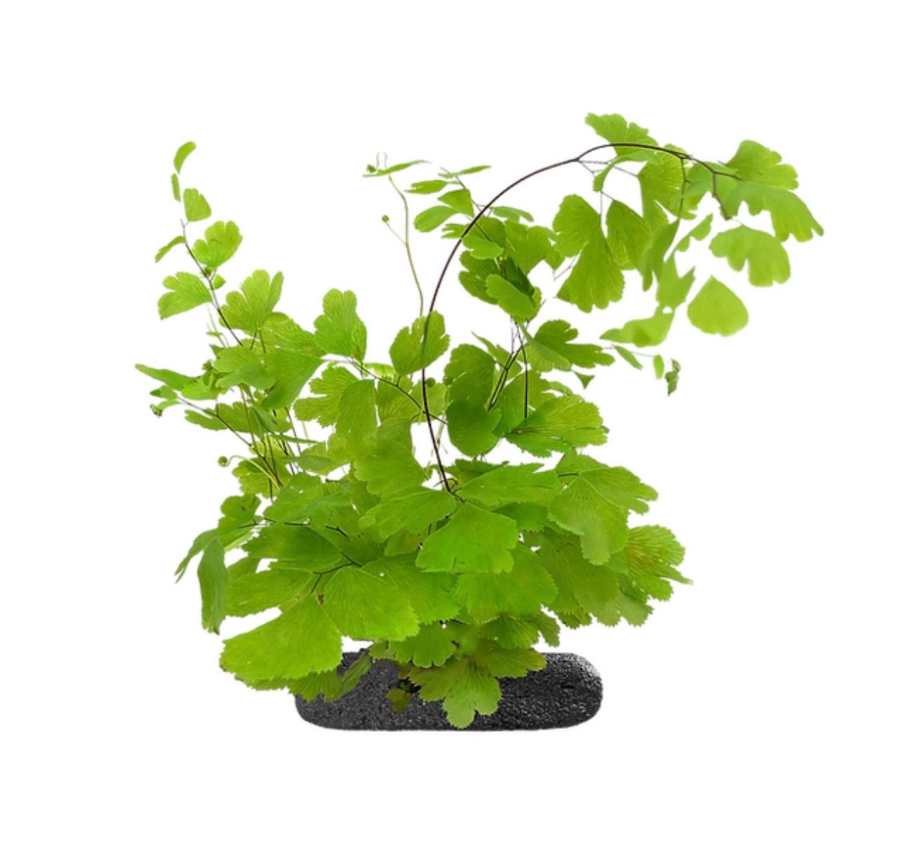 Maidenhair Fern