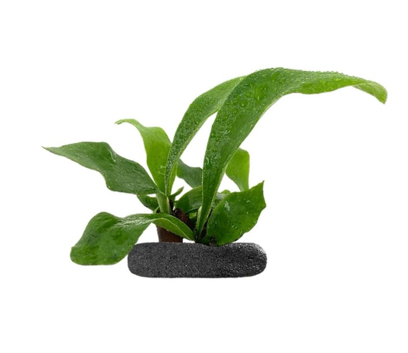 Elkhorn Fern