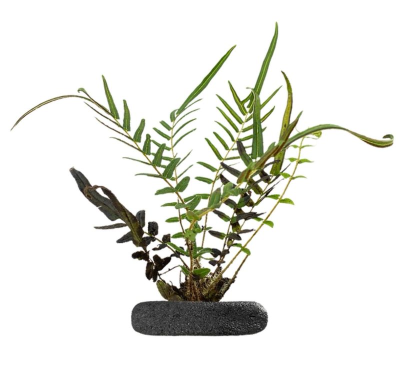 Chinese Ladder Brake Fern