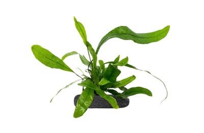 Kangaroo Paw Fern