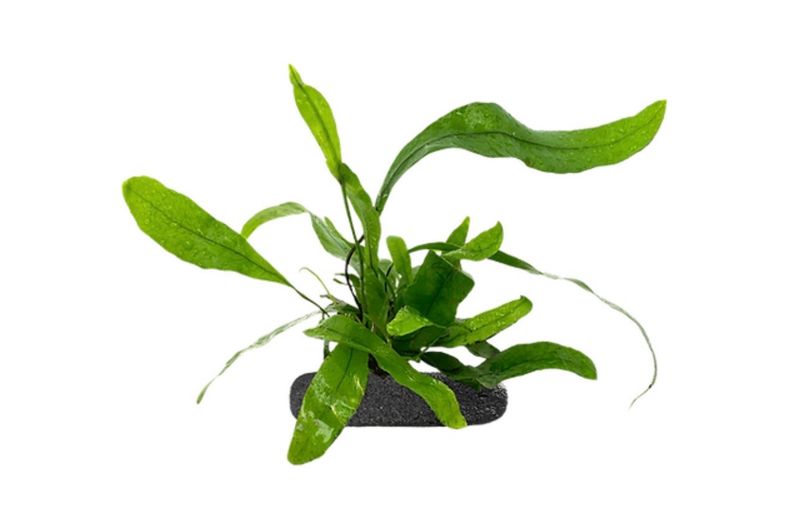 Kangaroo Paw Fern