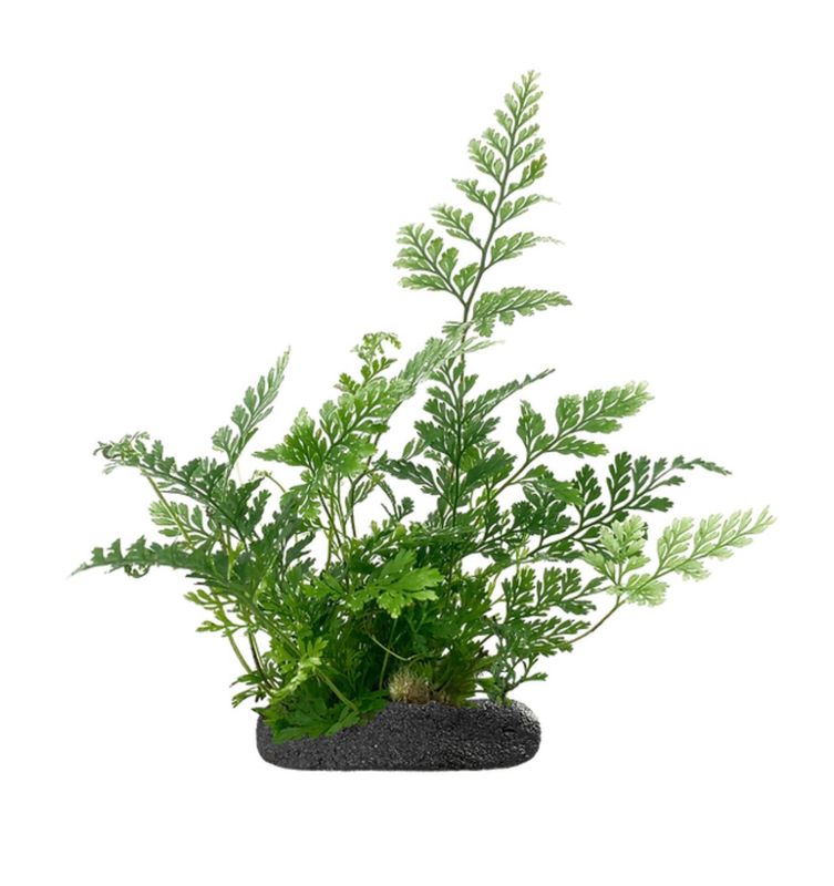 White Rabbit's Foot Fern