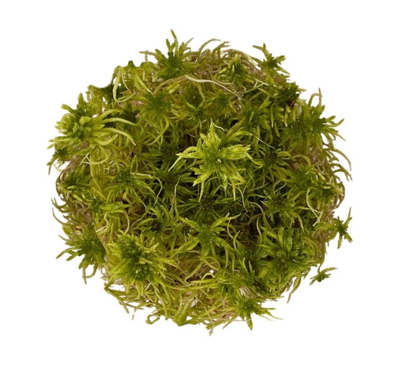 Sphagnum Moss