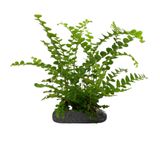 Lemon Button Fern