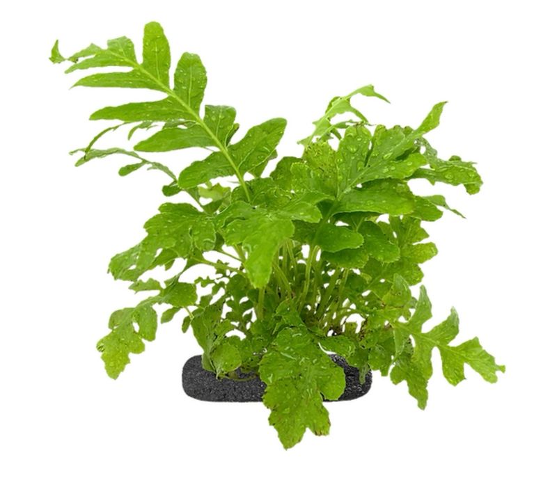 Dwarf Tree Fern