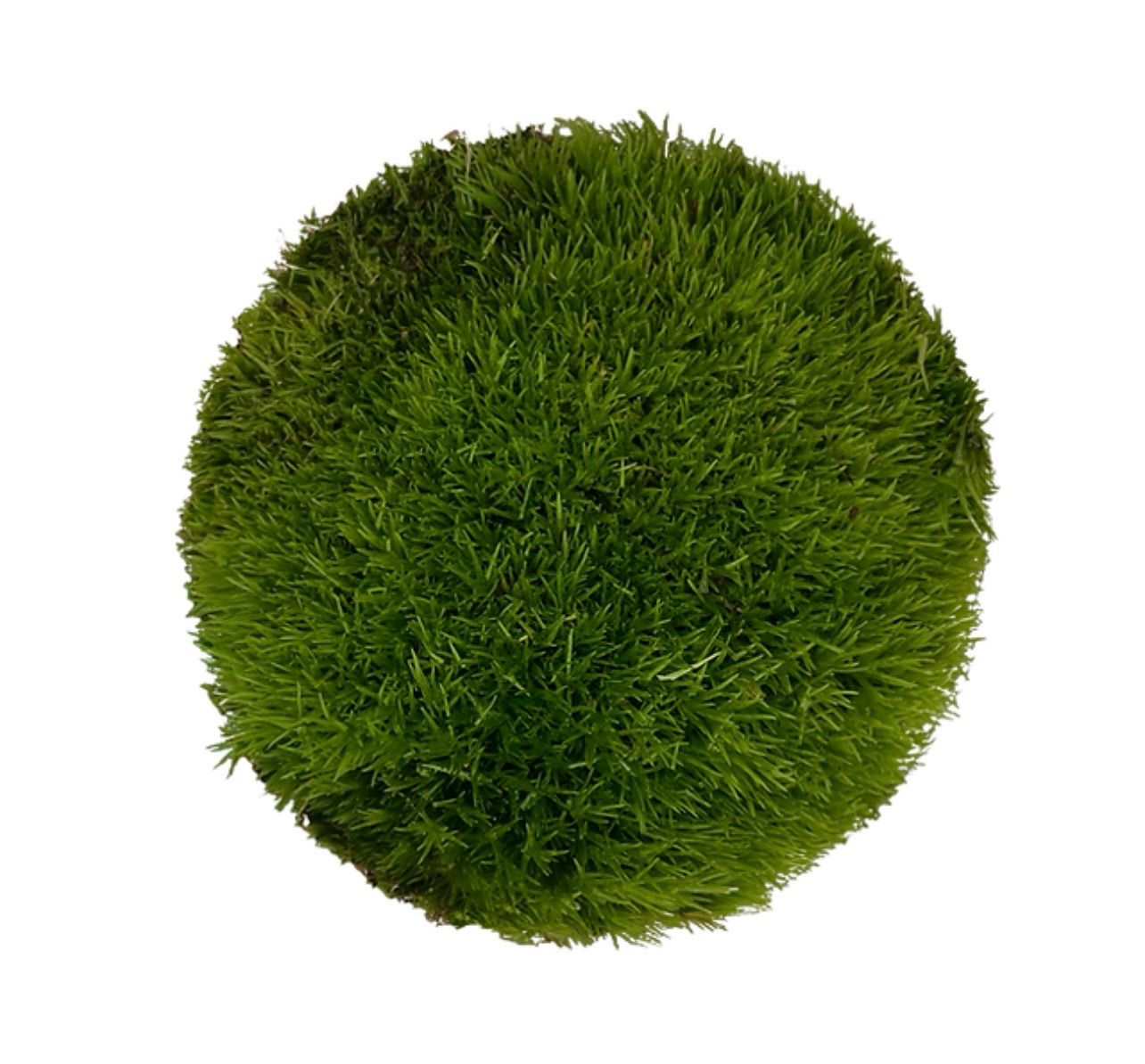 Cushion Moss