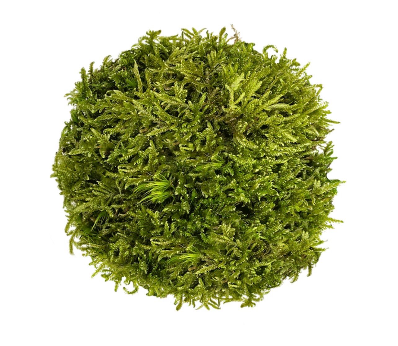 Hypnum Moss