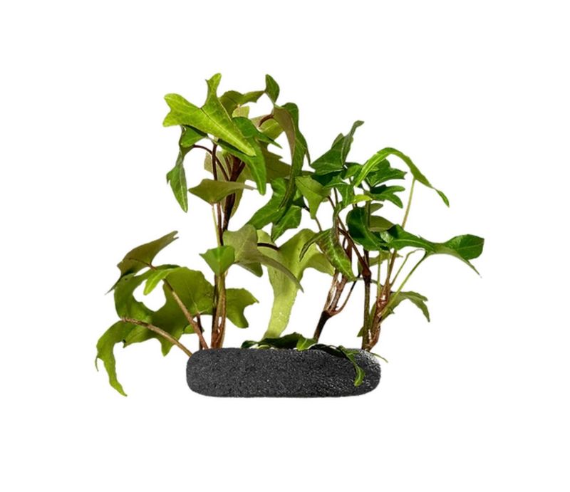 English Ivy Creeping