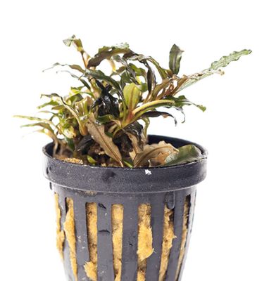 Bucephalandra Catherine