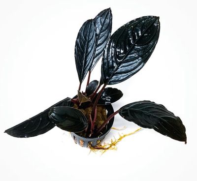 Bucephalandra Skeleton King
