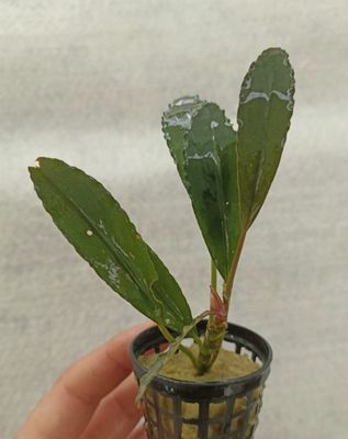 bucephalandra splender blue