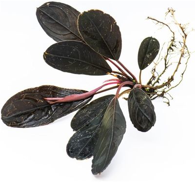 bucephalandra skeletor Dark