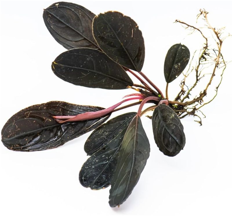 bucephalandra skeletor Dark