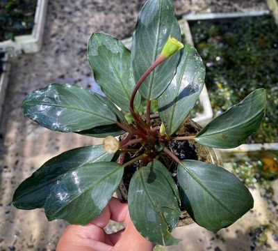 Bucephalandra Pearl Gray