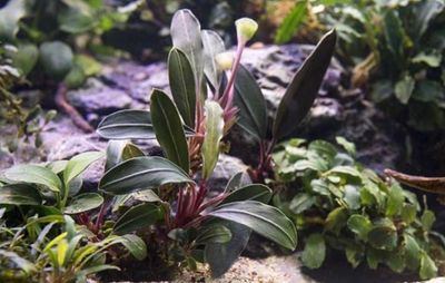 Bucephalandra Pink Lady