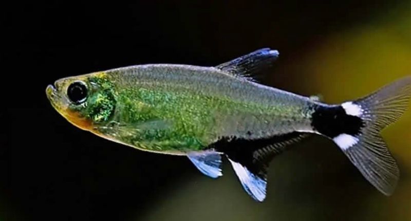 Aphyocharax paraguayensis (Pez tetra de Paraguay)