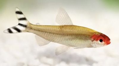 Tetra Borrachito 2-2,5cm grupo 10unid