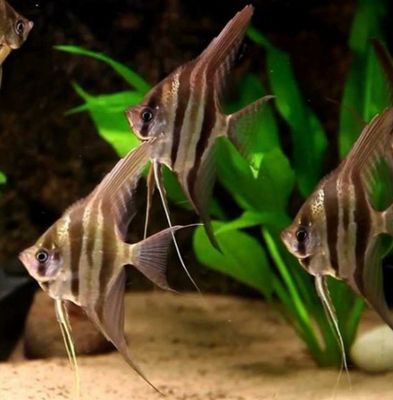 Pterophyllum scalare – Escalar Dantum 4-5cm