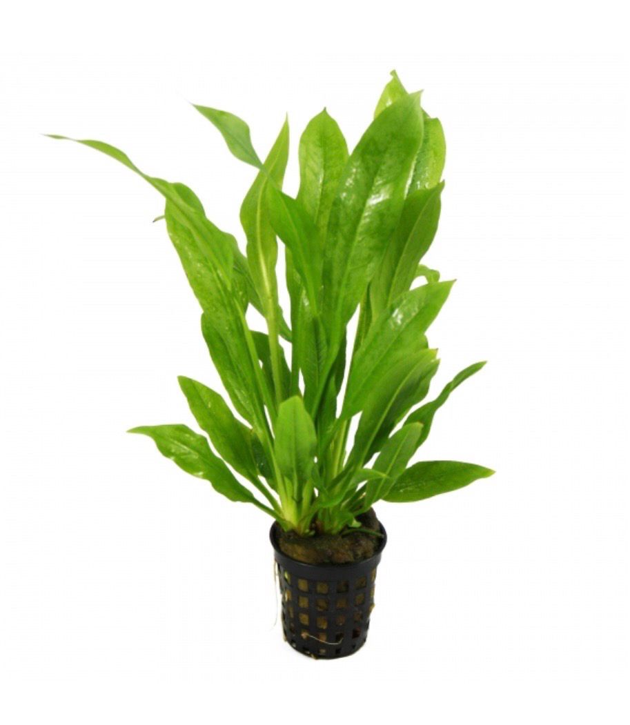 ECHINODORUS AMAZONICUS ESPADA AMAZONICA