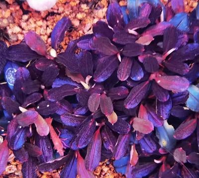 Bucephalandra Brownie Purple
