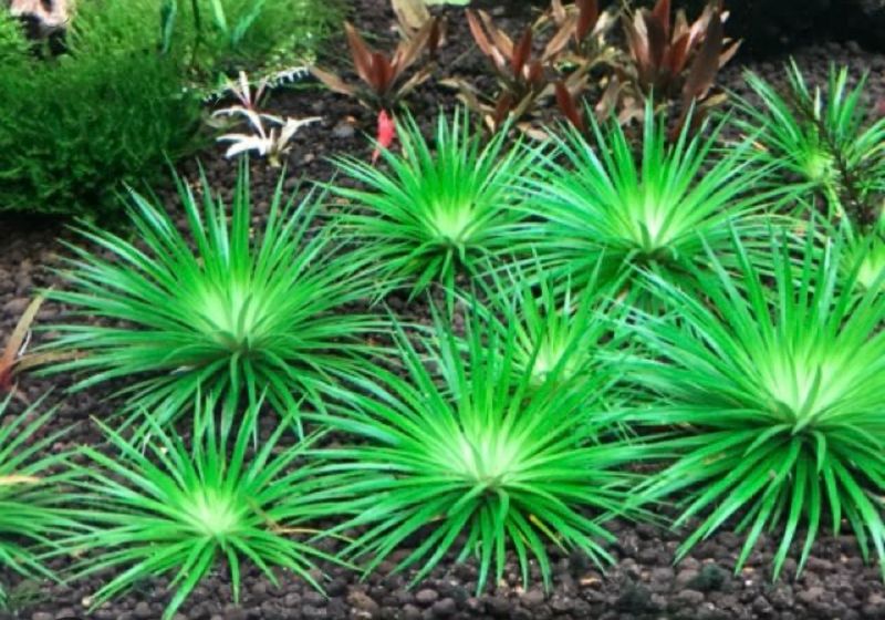 Eriocaulon Polaris in vitro