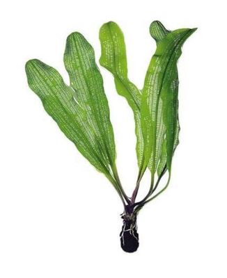 Aponogeton henkelianus bulbo