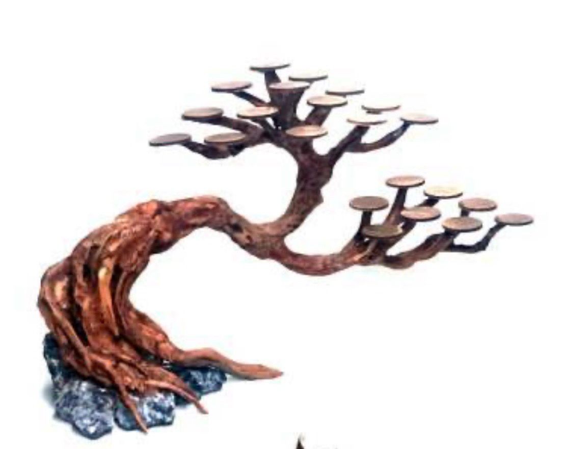 Bonsai Rasamala tamaño S