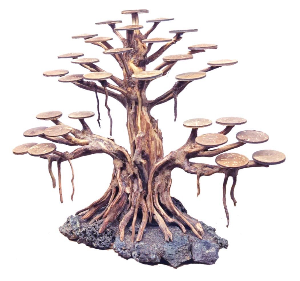 Bonsai Rasamala tamaño L
