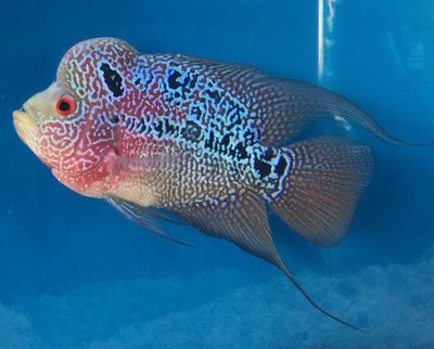 Flowerhorn 