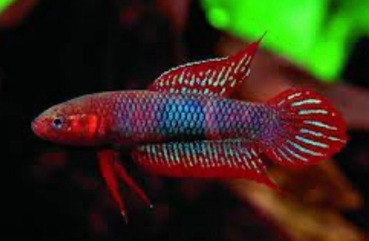 Betta Uberis 