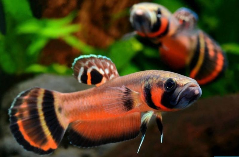 Betta macrostoma