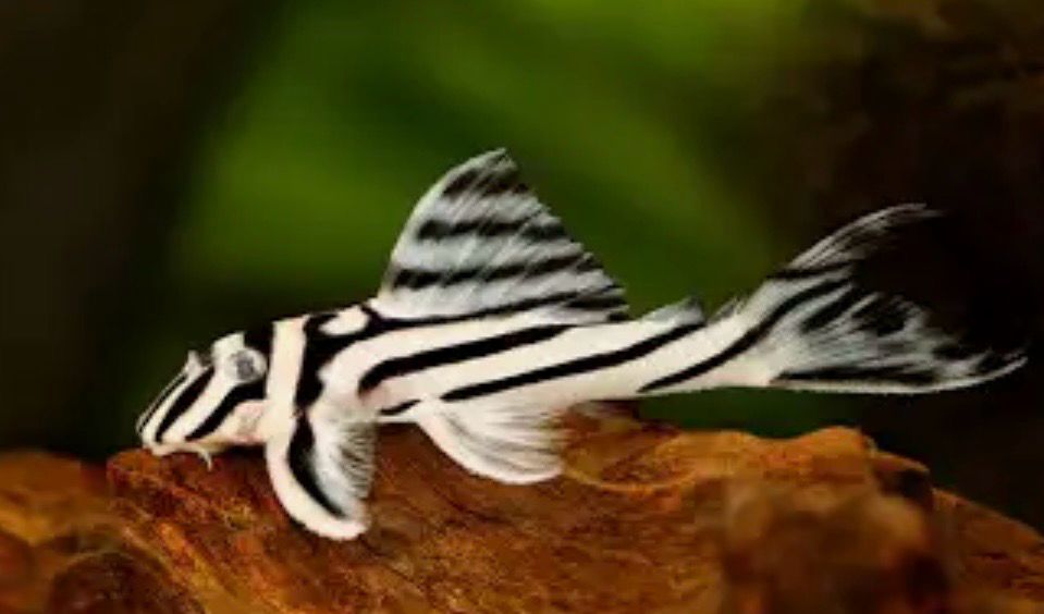 Hypancistrus zebra – L046