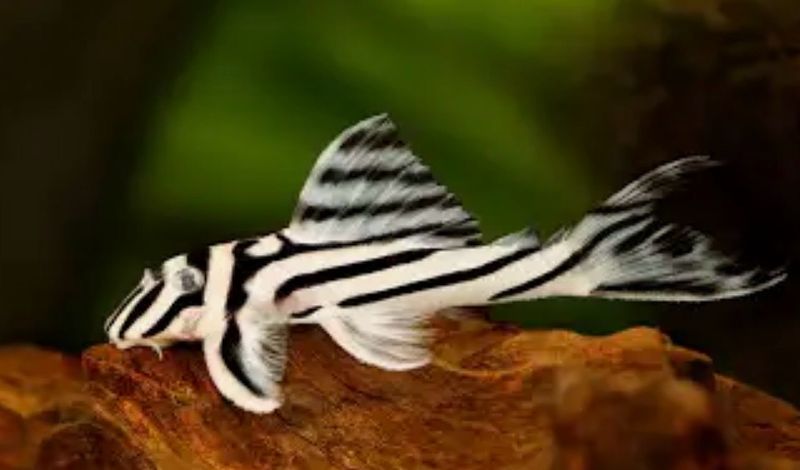 Hypancistrus zebra – L046