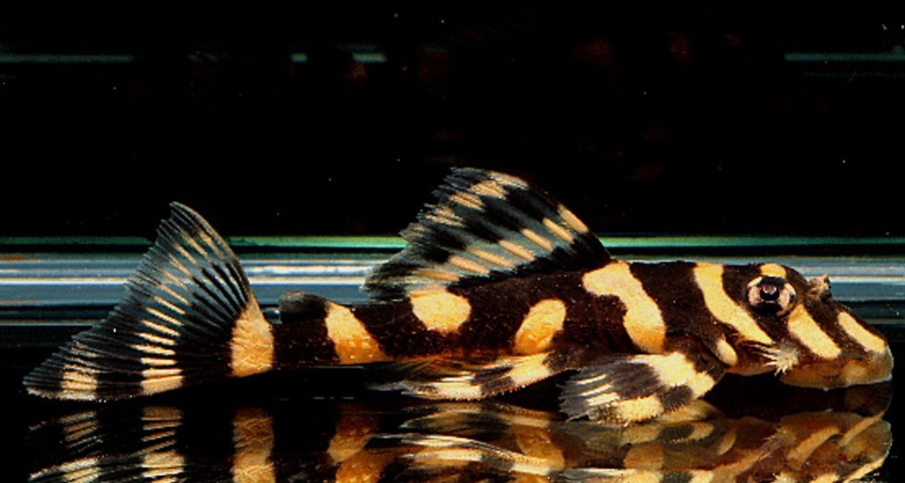 Zonancistrus brachyurus (L168)