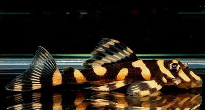 Zonancistrus brachyurus (L168)