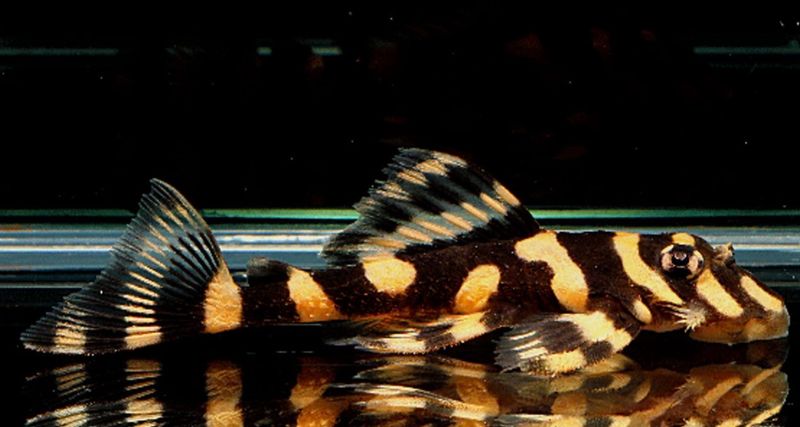 Zonancistrus brachyurus (L168)