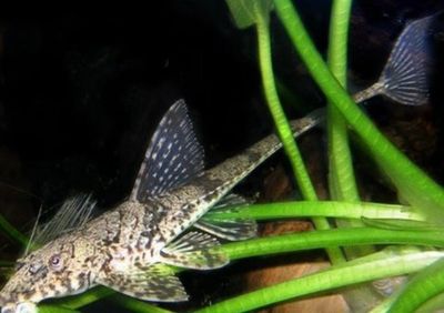 Loricaria Filamentosa