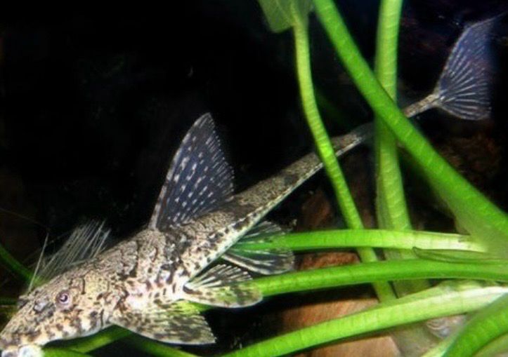 Loricaria Filamentosa
