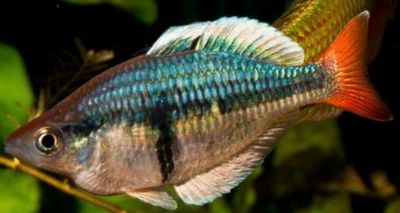 Melanotaenia “Kali Tawa” 