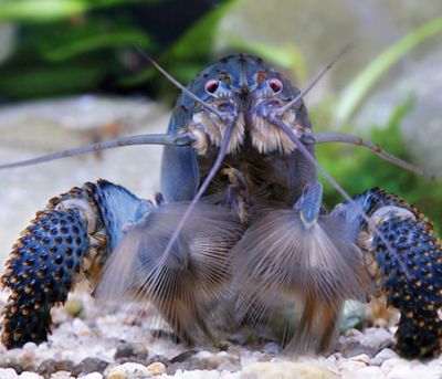 Langostino Africano | Atya gabonensis XXXL