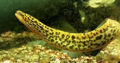 Gymnothorax Tile - Morena de agua dulce