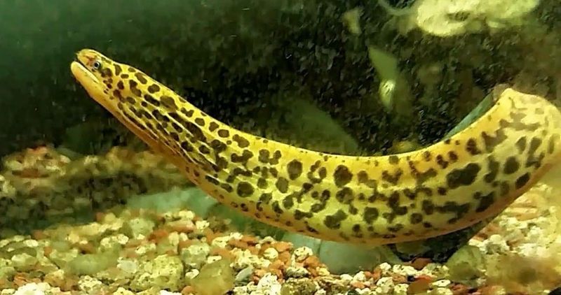 Gymnothorax Tile - Morena de agua dulce