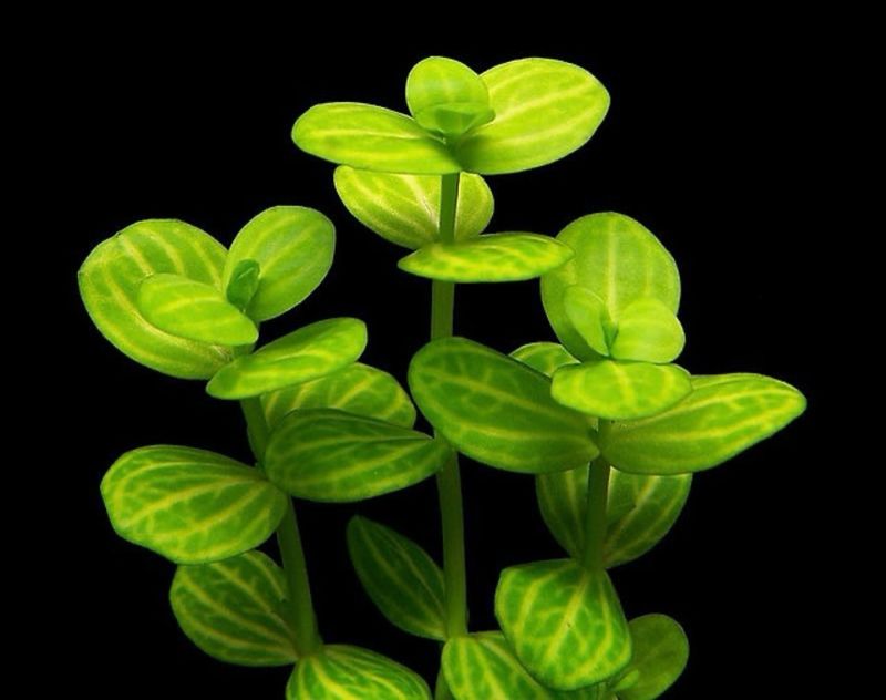 Bacopa Lanigera Variegata