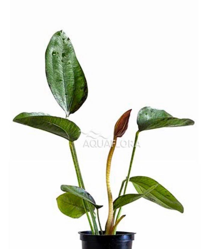 Echinodorus indian Red