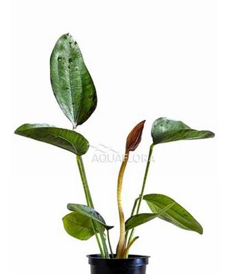 Echinodorus indian Red