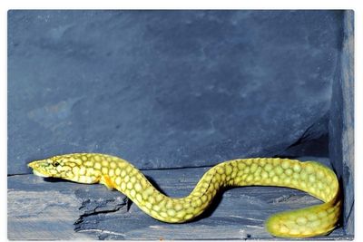 Mastacembelus Moori, Anguila del Tanganika 